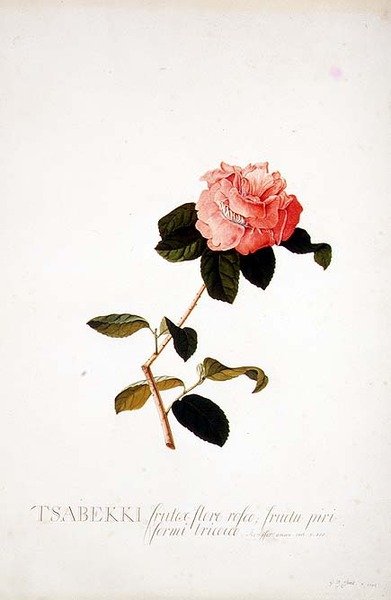 Rosa Tsabekki od Georg Dionysius Ehret