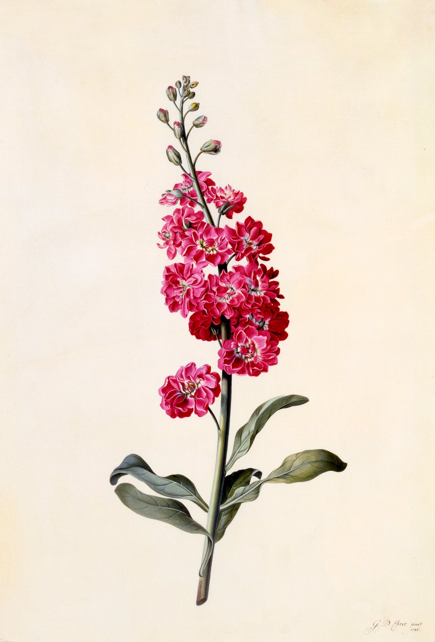 Sklad Matthiola Incana, c. 1746 ručně kolorovaná rytina. od "Georg Dionysius Ehret