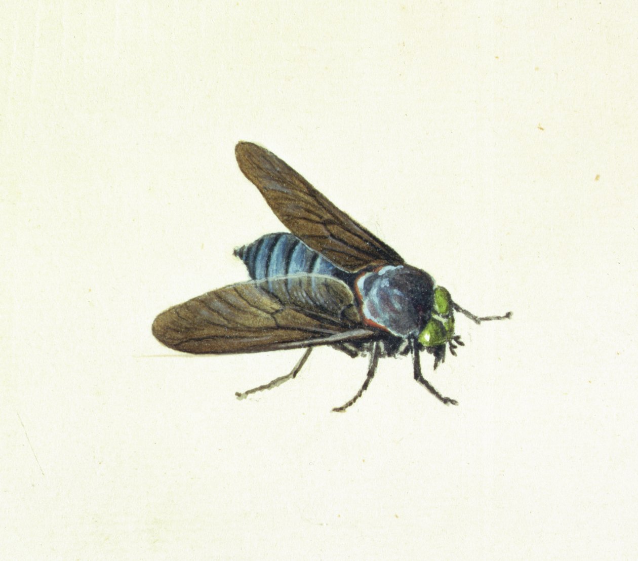 Horsefly, 18. století od Georg Dionysius Ehret
