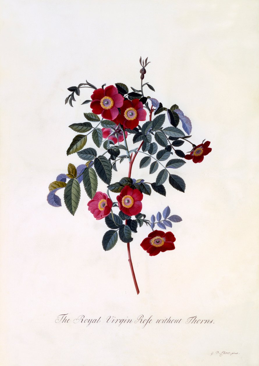 Královská panenská růže bez trnů, c. 1745 ručně kolorovaná rytina. od "Georg Dionysius Ehret