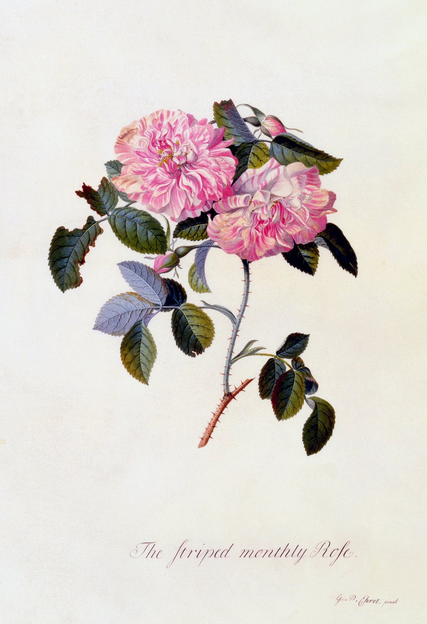 Pruhovaná měsíční růže, c. 1745 ručně kolorovaná rytina. od "Georg Dionysius Ehret