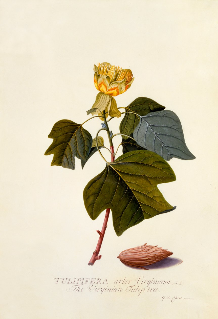 Virginský tulipánovník, c. 1743 ručně kolorovaná rytina. od "Georg Dionysius Ehret