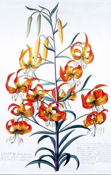 TigerLily od Georg Dionysius Ehret