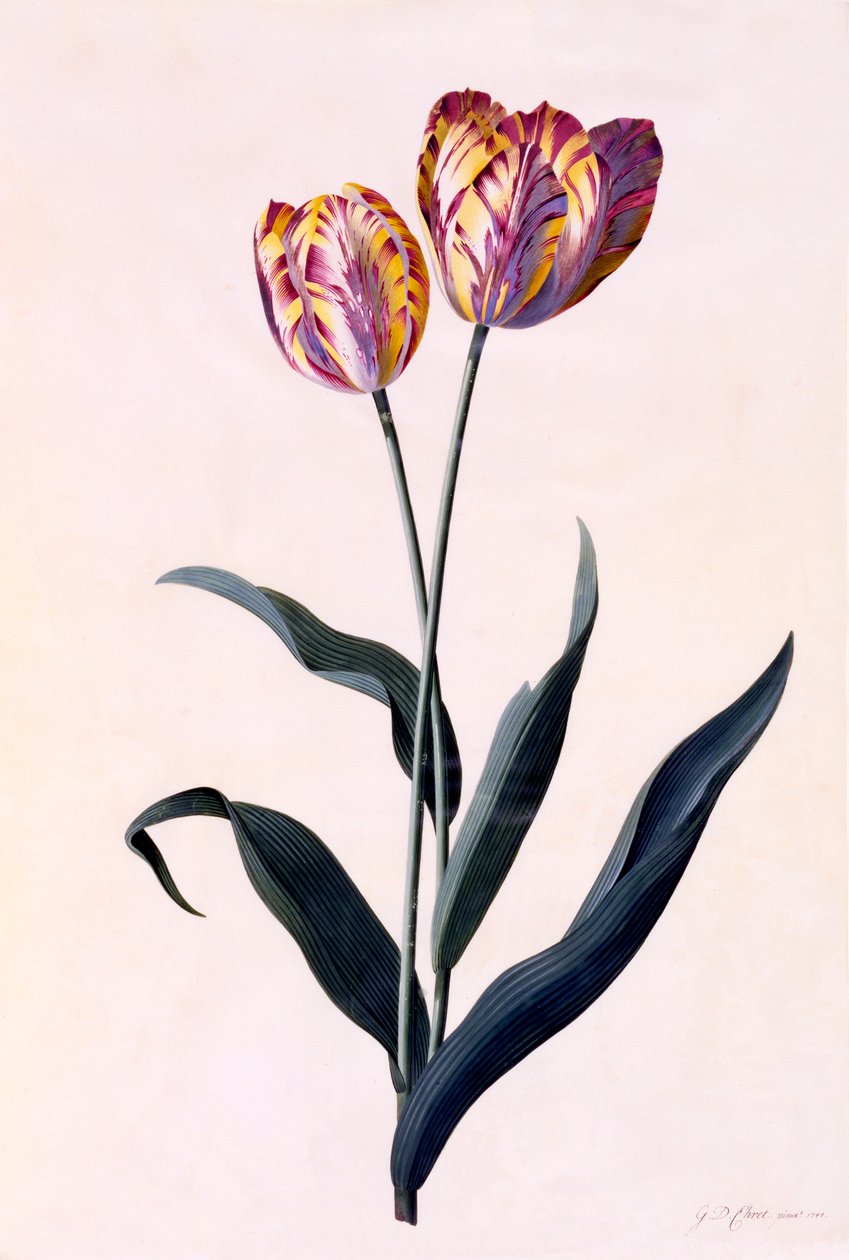 Tulipán, c. 1744 ručně kolorovaná rytina. od "Georg Dionysius Ehret