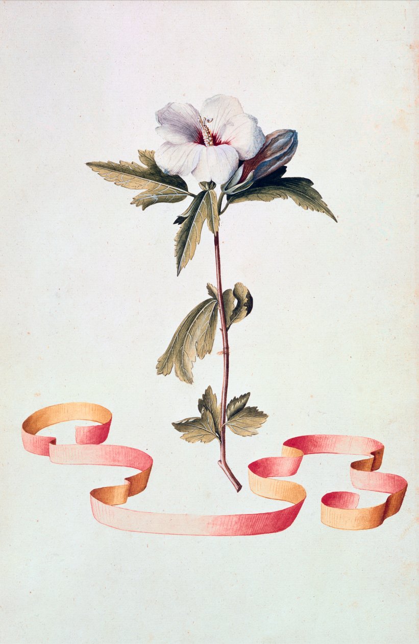 Bílý ibišek od Georg Dionysius Ehret
