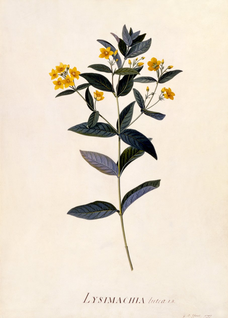 Yellow Loosestrife, cca 1760 (ručně kolorovaná rytina) od Georg Dionysius Ehret