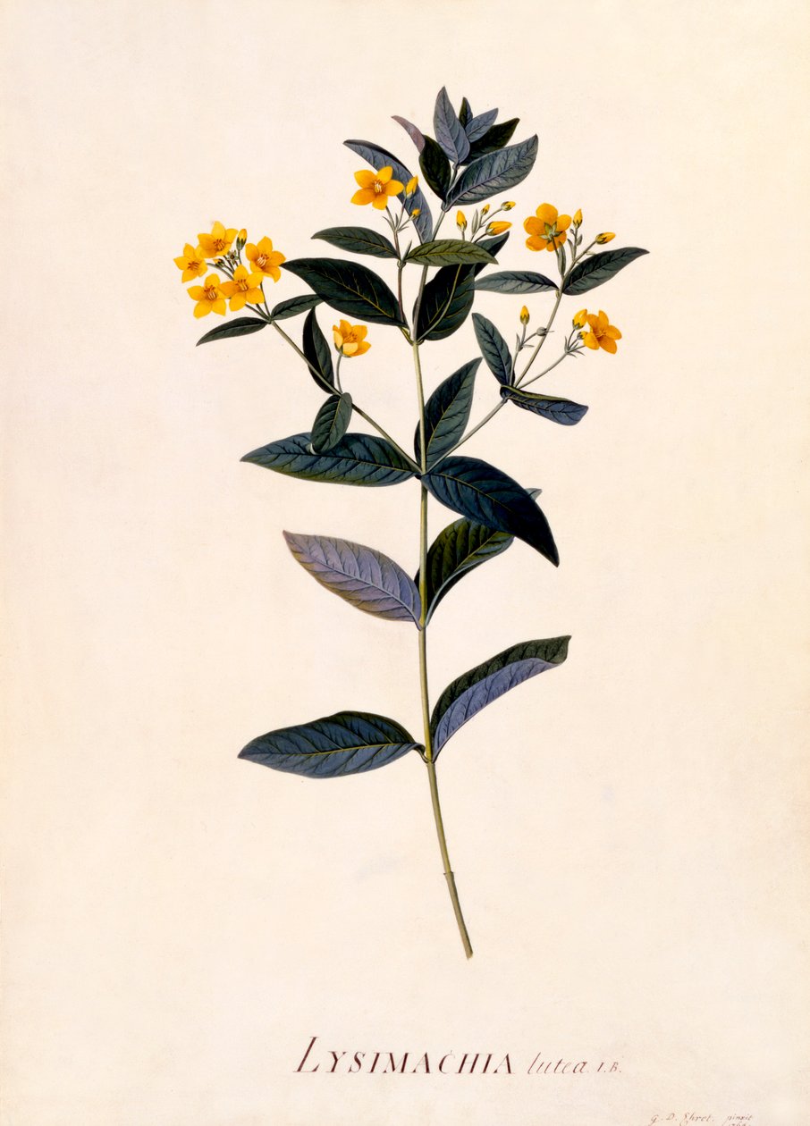 Yellow Loosestrife, c 1760 ručně kolorovaná rytina. od "Georg Dionysius Ehret