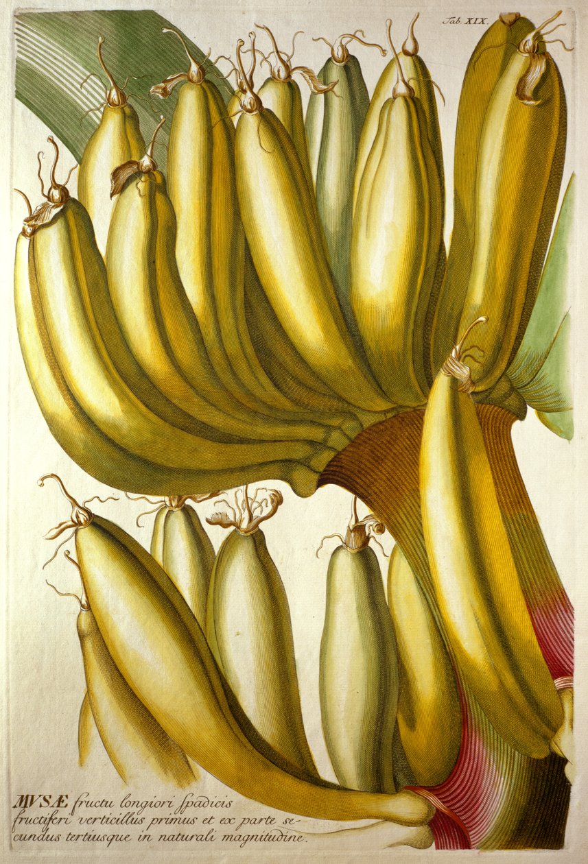 Mladé banány, od C. J. Trewa "Plantae Selectae", 1750-73 od Georg Dionysius Ehret