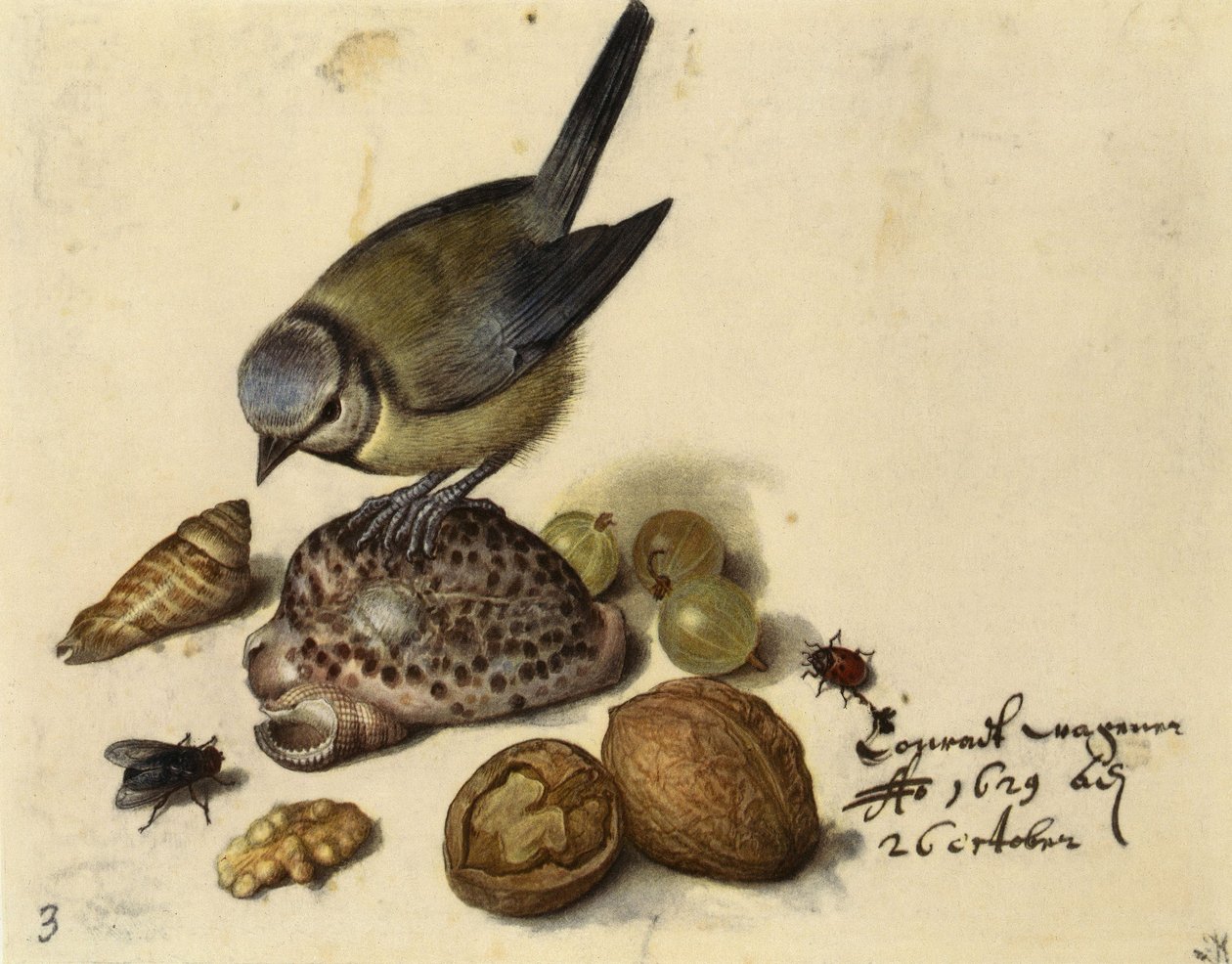 Zátiší s modřinou, mušlemi, ovocem a hmyzem, 1629. od Georg Flegel