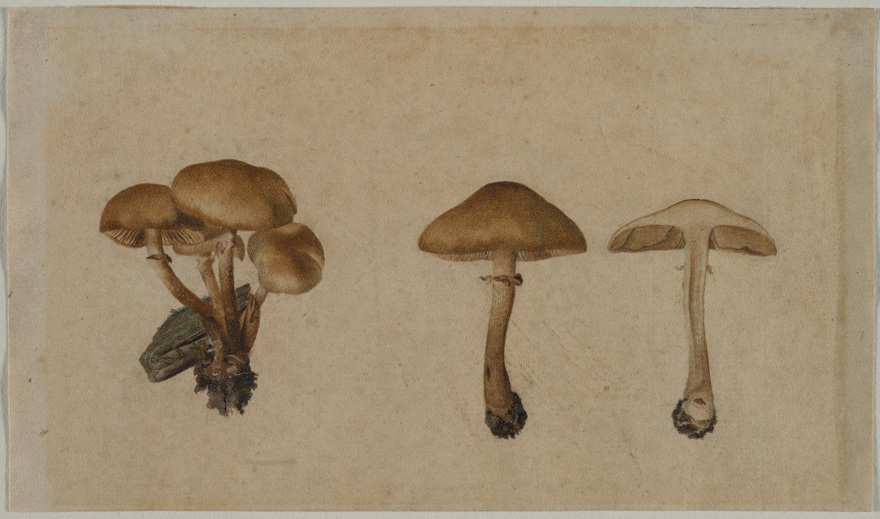 Houby, 1751. od Georg Wilhelm Baurenfeind
