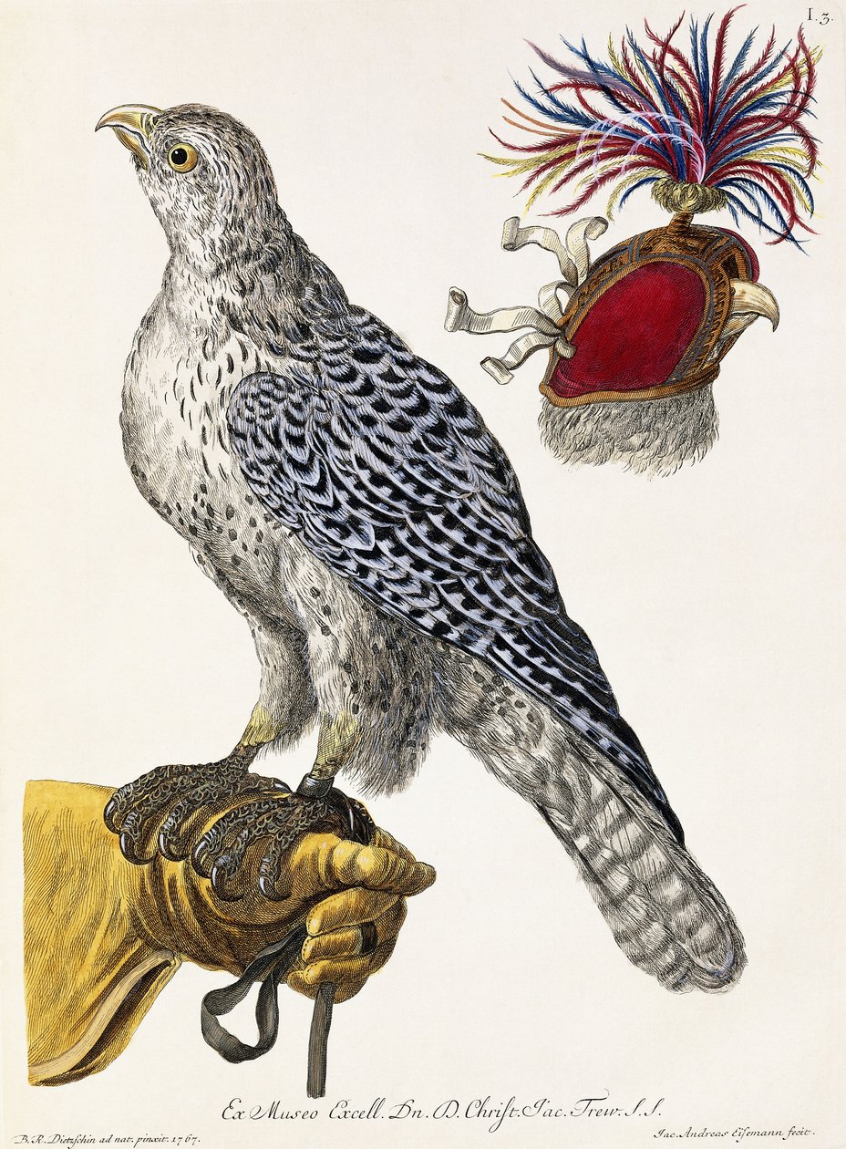 Falconry, deska 3, z "Delights of Nature Selected", 1771 od Georg Wolfgang Knorr