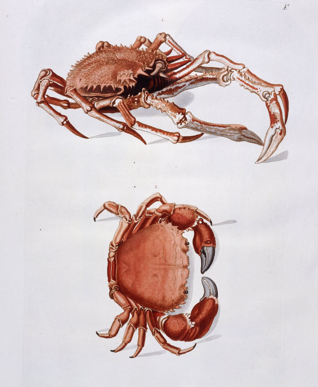 Ilustrace humra a kraba, od Georg Wolfgang Knorr