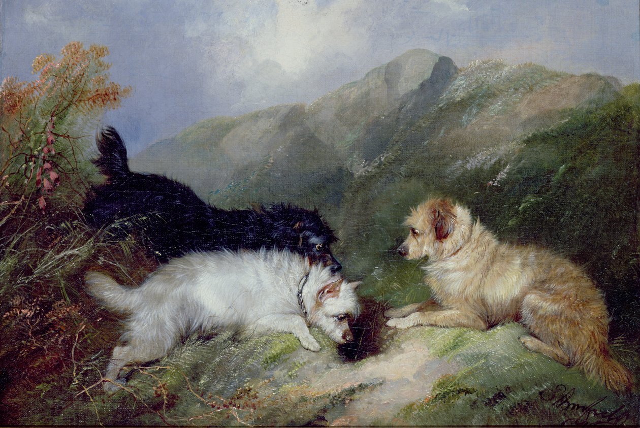 Teriéři Králičí od George Armfield