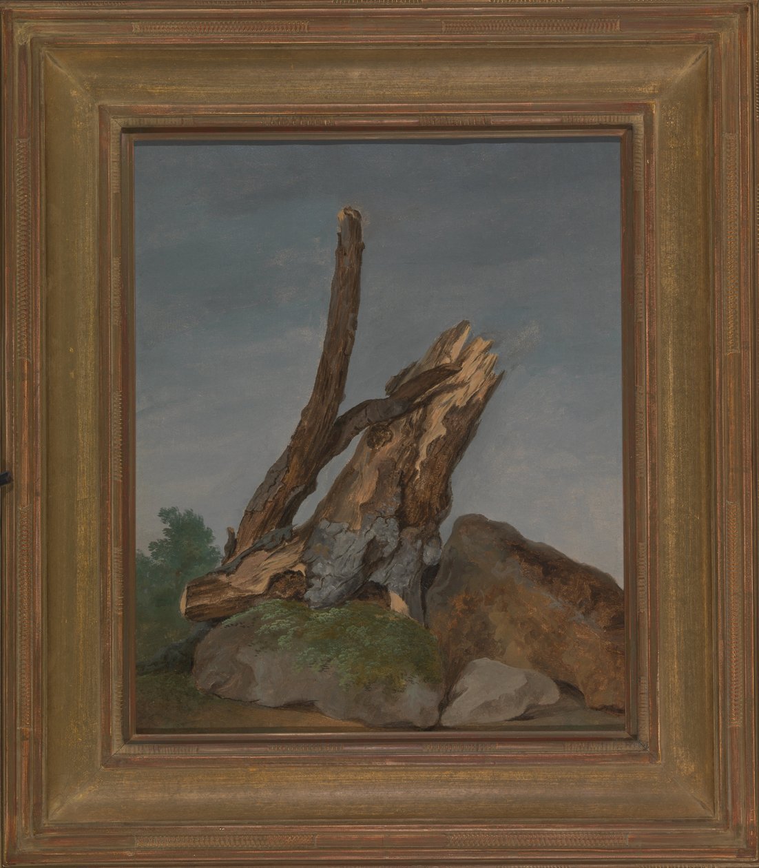 Studium skal a větví od George Augustus Wallis