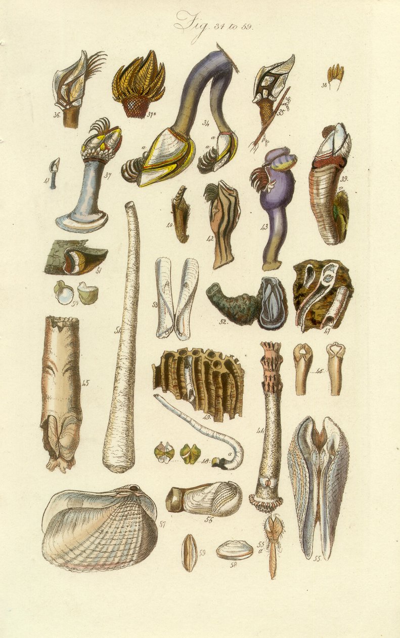 Conchological Manual Plate 2. Barnacle a další skořápky od George B. Sowerby