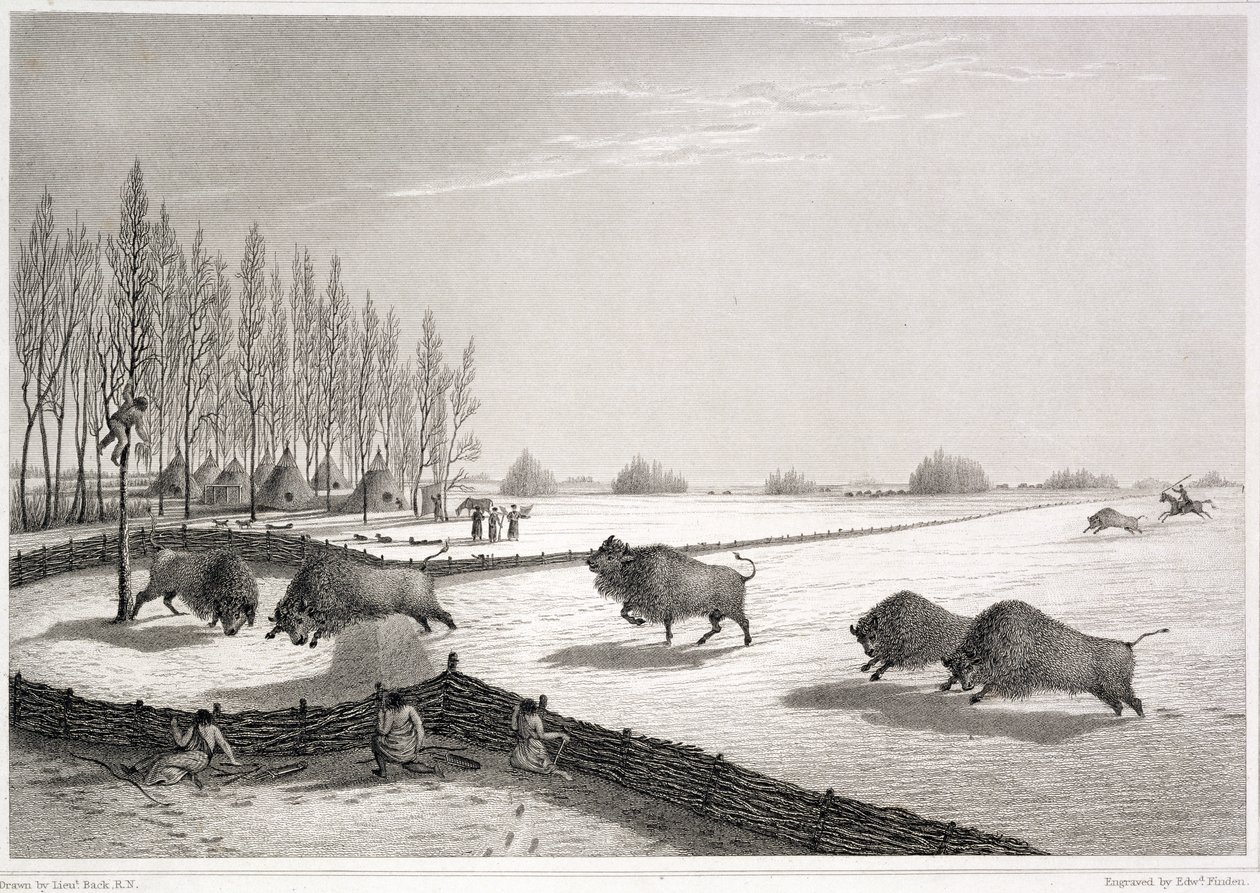 Buffalo Pound, z „Vyprávění o cestě k břehům Polárního moře v letech 1819-22“ od Johna Franklina (1786-1847), vyryto Edwardem Findenem (1791-1857) 1823 od George Back