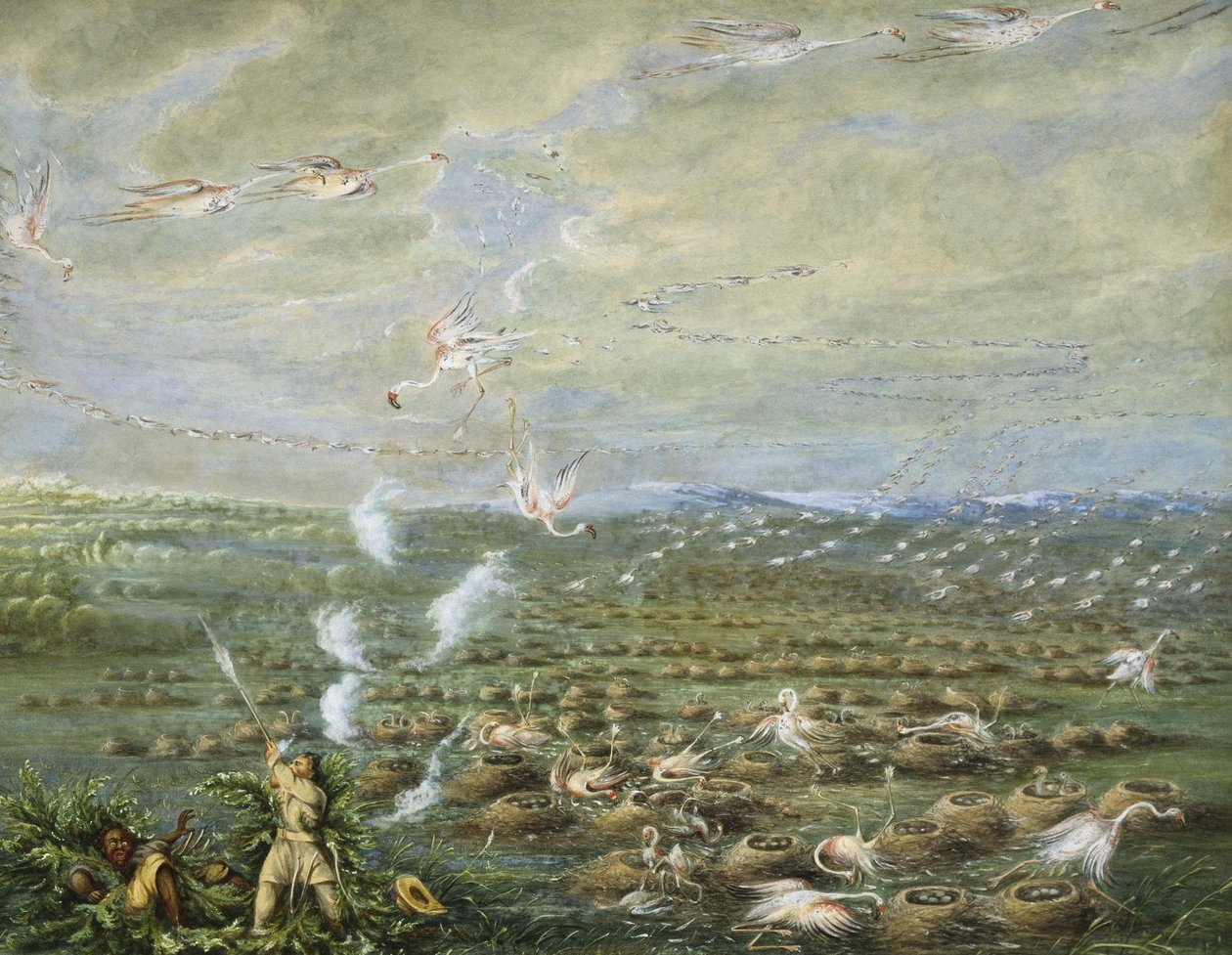 Fotografování plameňáků v Jižní Americe od George Catlin