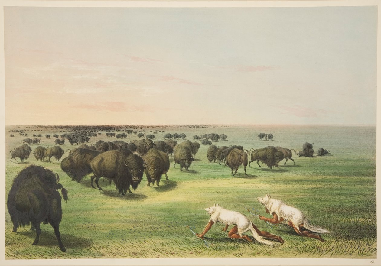 Indiáni lovící buvola pod maskou z vlčí kůže, z Illustrations of the Manners, Customs & Conditions of the North American Indians, London, 1845 (ručně kolorovaná rytina) od George Catlin