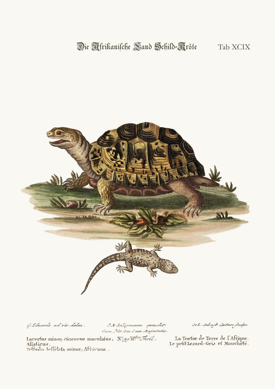 Africká suchozemská želva. Ještěrka šedá malá skvrnitá, 1749-73 od George Edwards