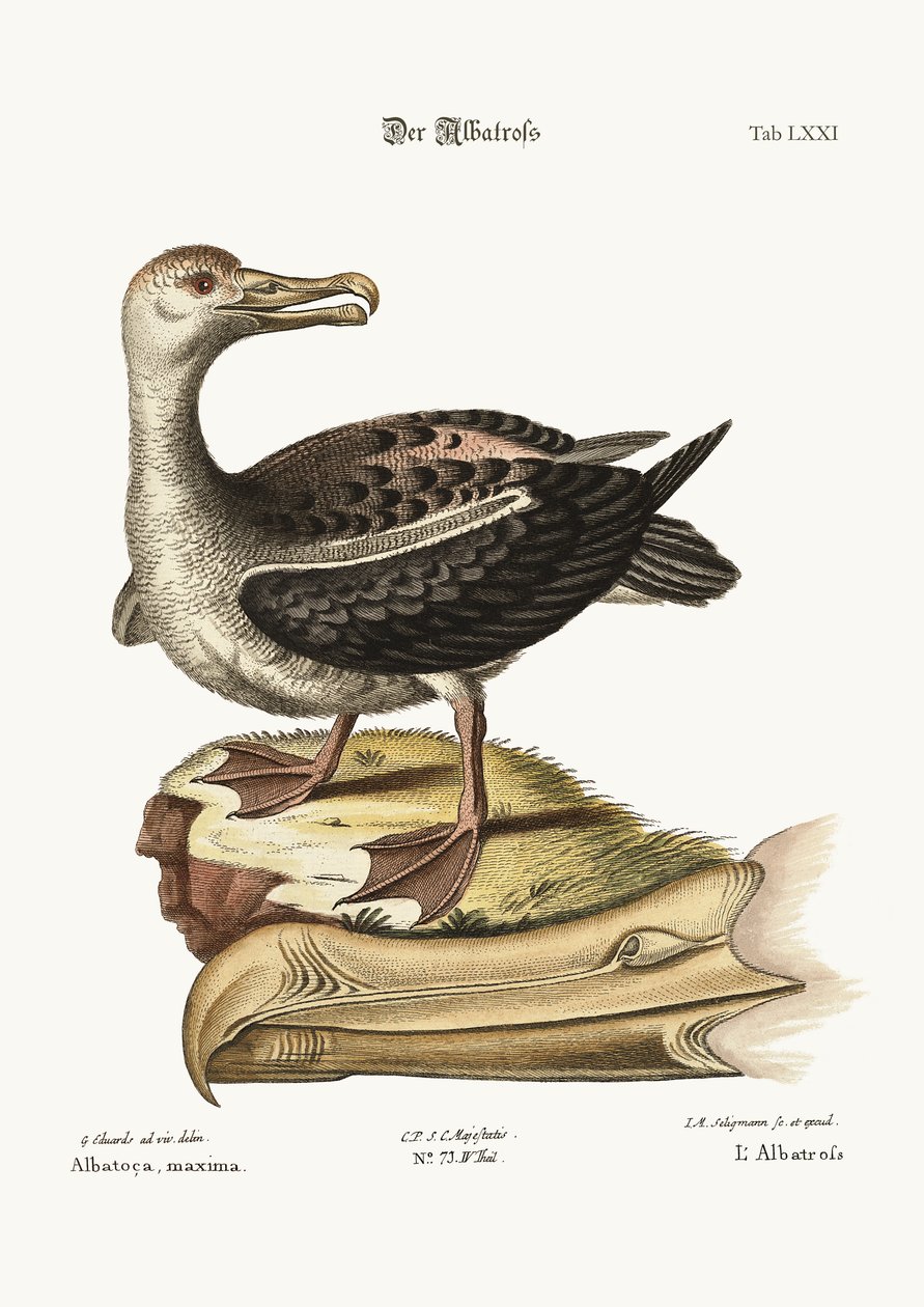 Albatros, 1749-73 od George Edwards