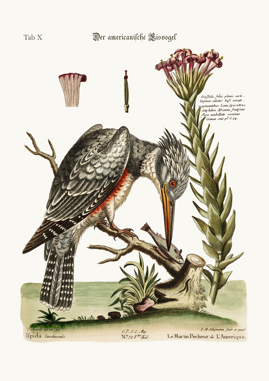 Americký ledňáček, 1749-73 od George Edwards