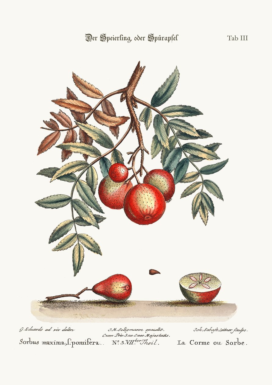 Apple-Service, 1749-73 od George Edwards