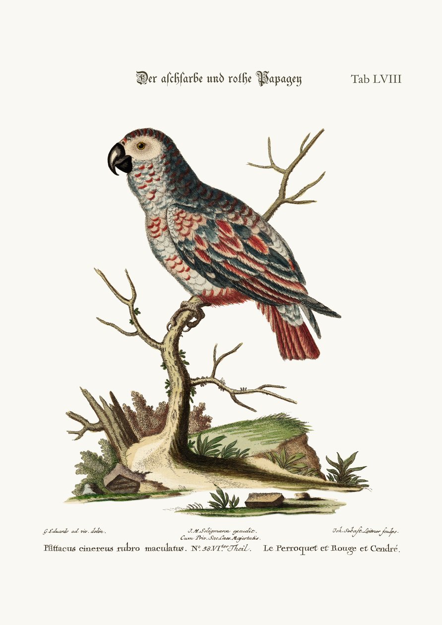 Papoušek popelavý a červený, 1749-73 od George Edwards