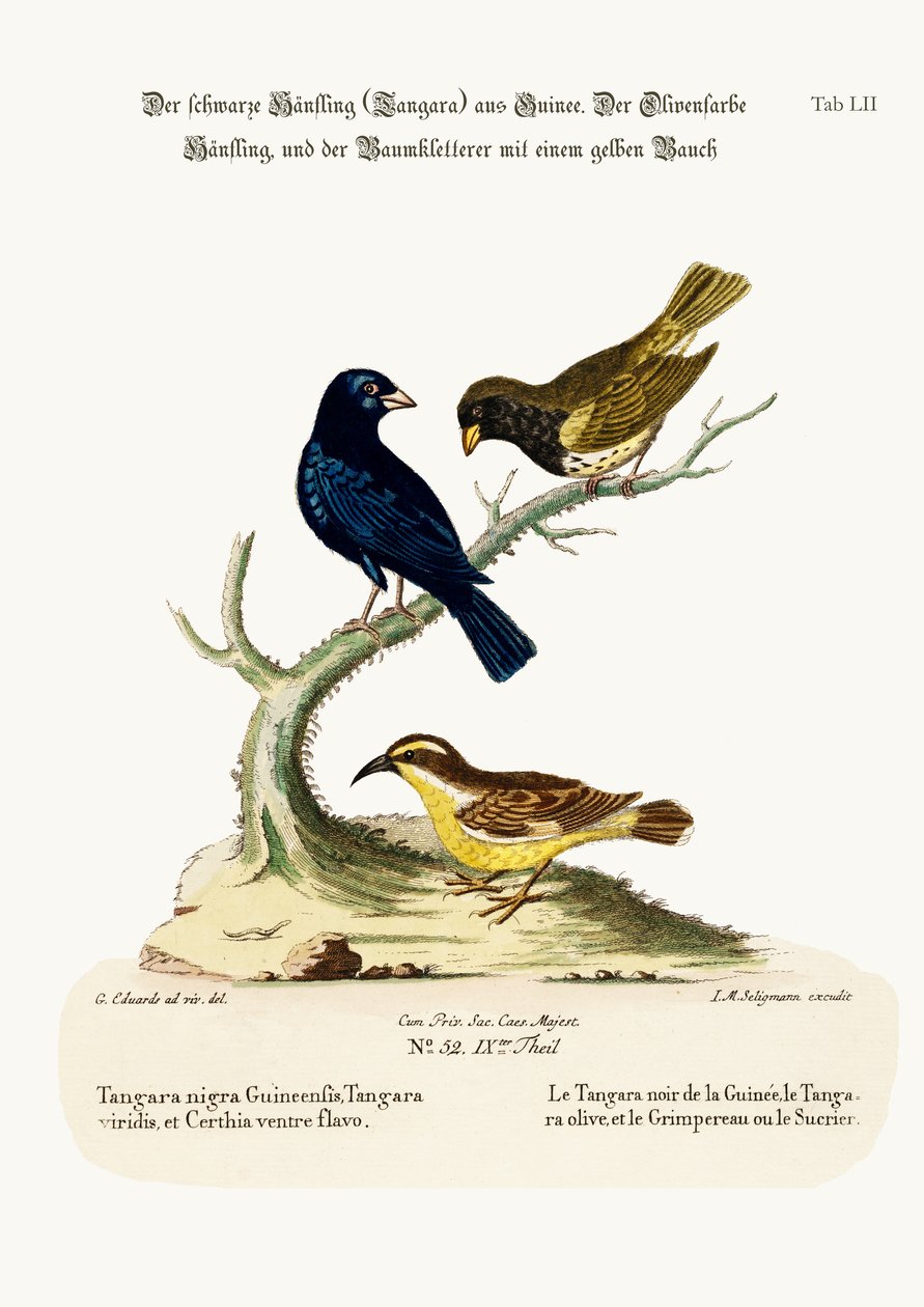 Linnet černá, Linnet olivově zbarvená a popínavka žlutobřichá, 1749-73 od George Edwards