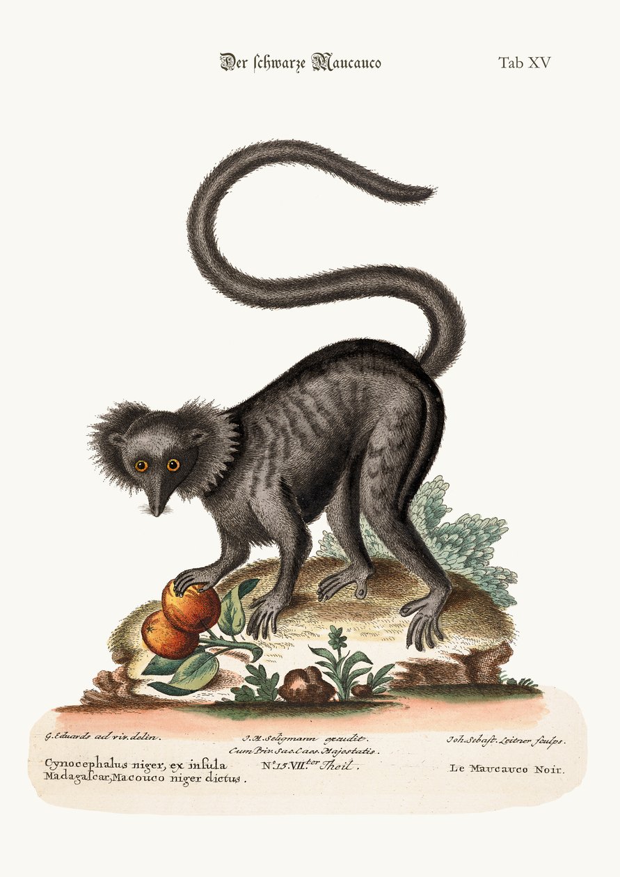 Černé Maucauco, 1749-73 od George Edwards