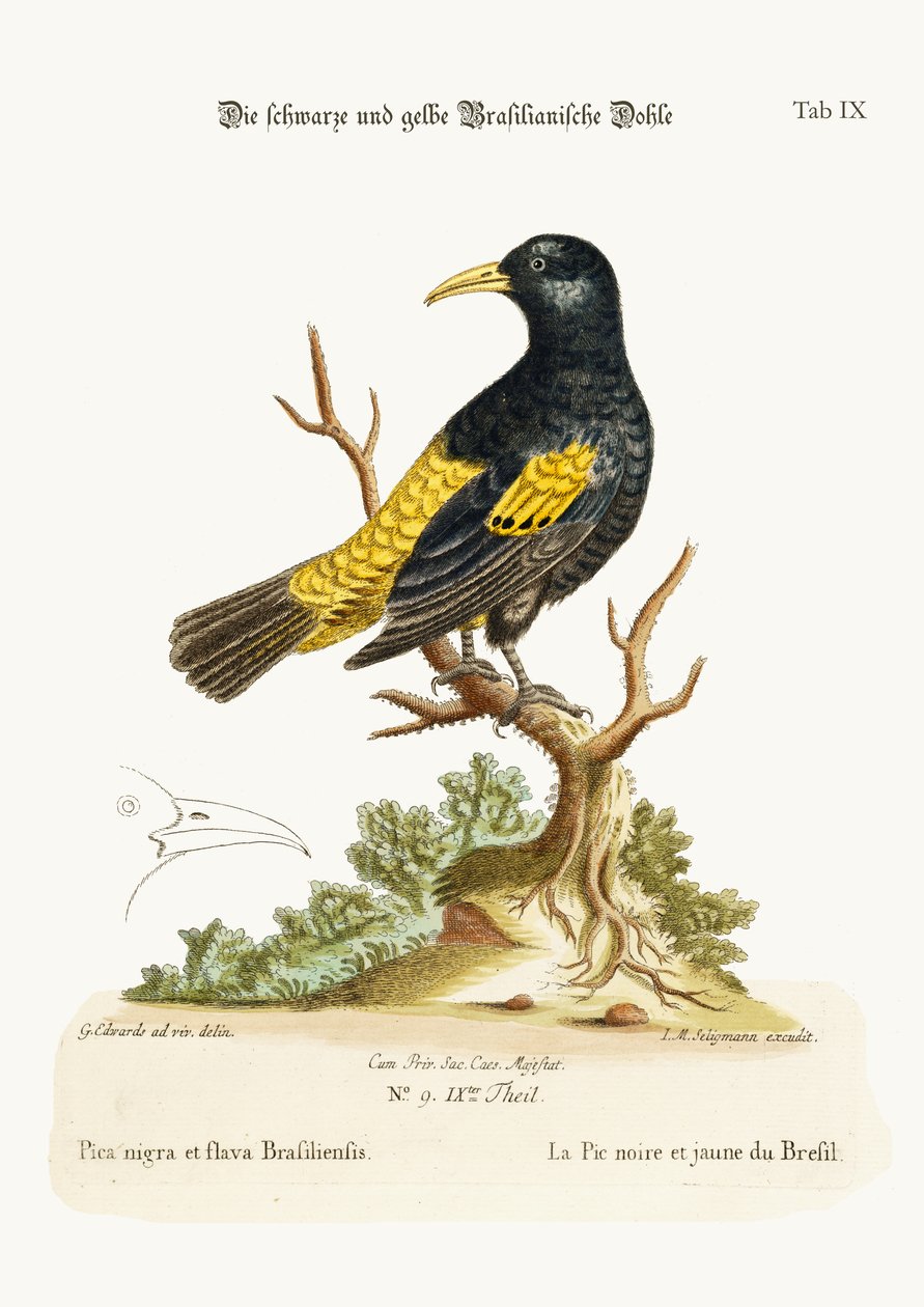 Černý a žlutý úsvit Brazílie, 1749-73 od George Edwards