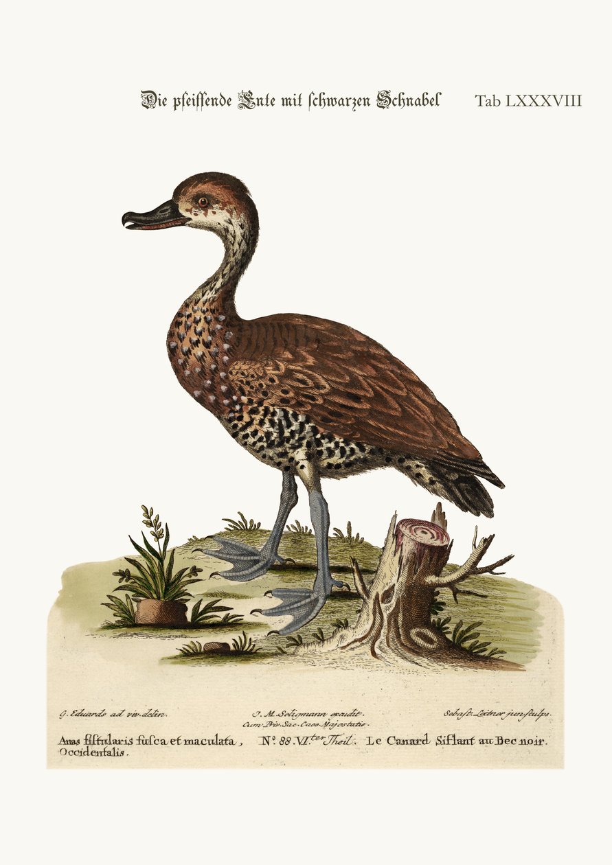 Hvízdavá kachna černozobá, 1749-73 od George Edwards