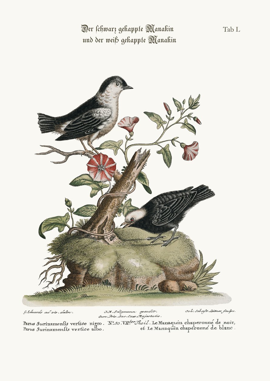 Manakin s černou čepicí a Manakin s bílou čepicí, 1749-73 od George Edwards