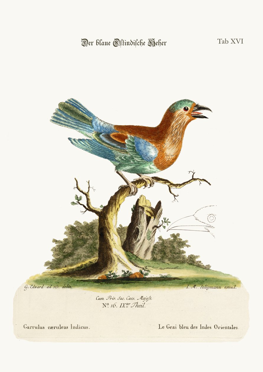 The Blue Jay from the East-Indies, 1749-73 od George Edwards
