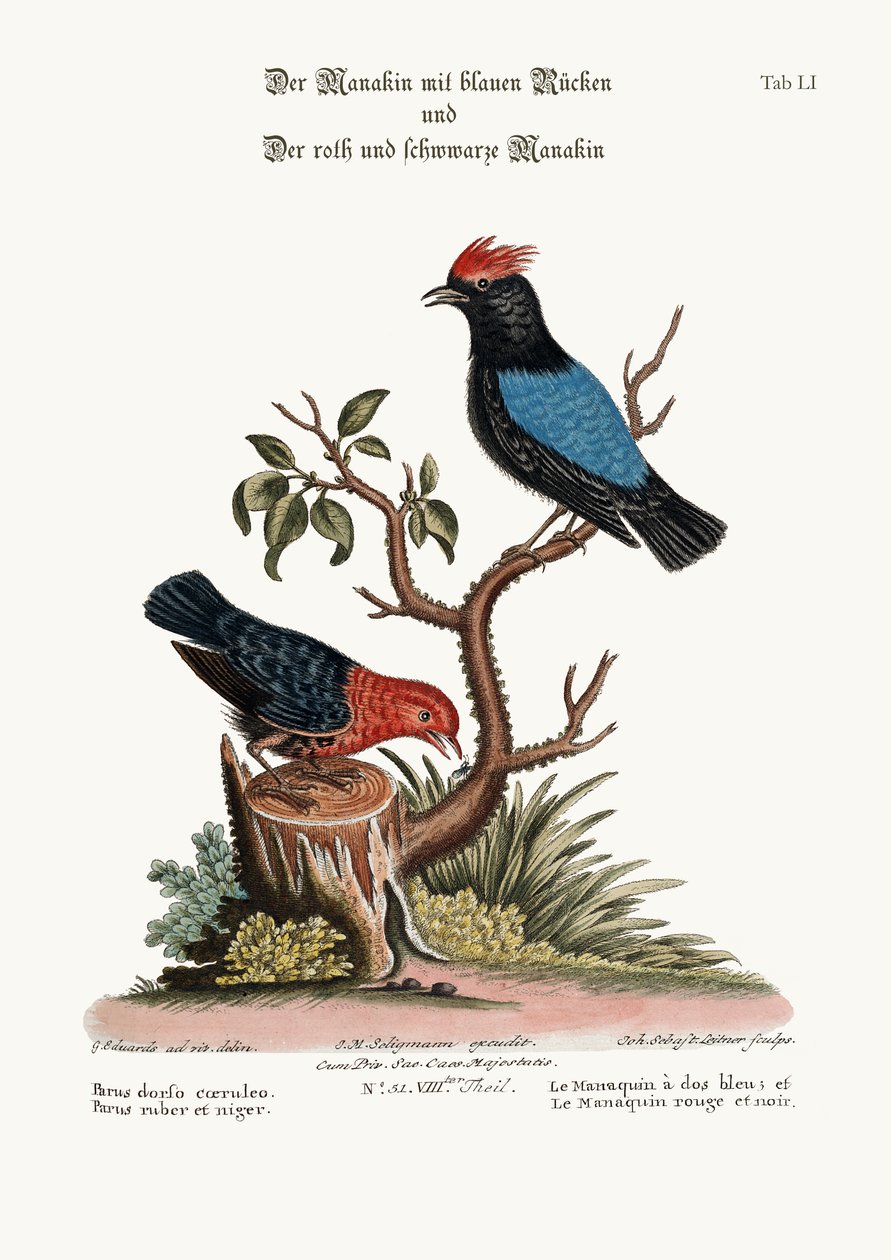 The Blue-backed Manakin, and the Red and Black Manakin, 1749-73 od George Edwards