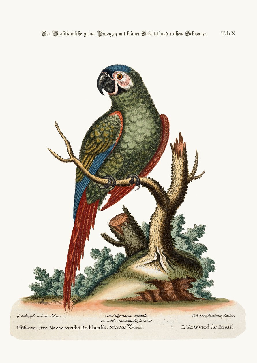 Brazilský zelený papoušek, 1749-73 od George Edwards