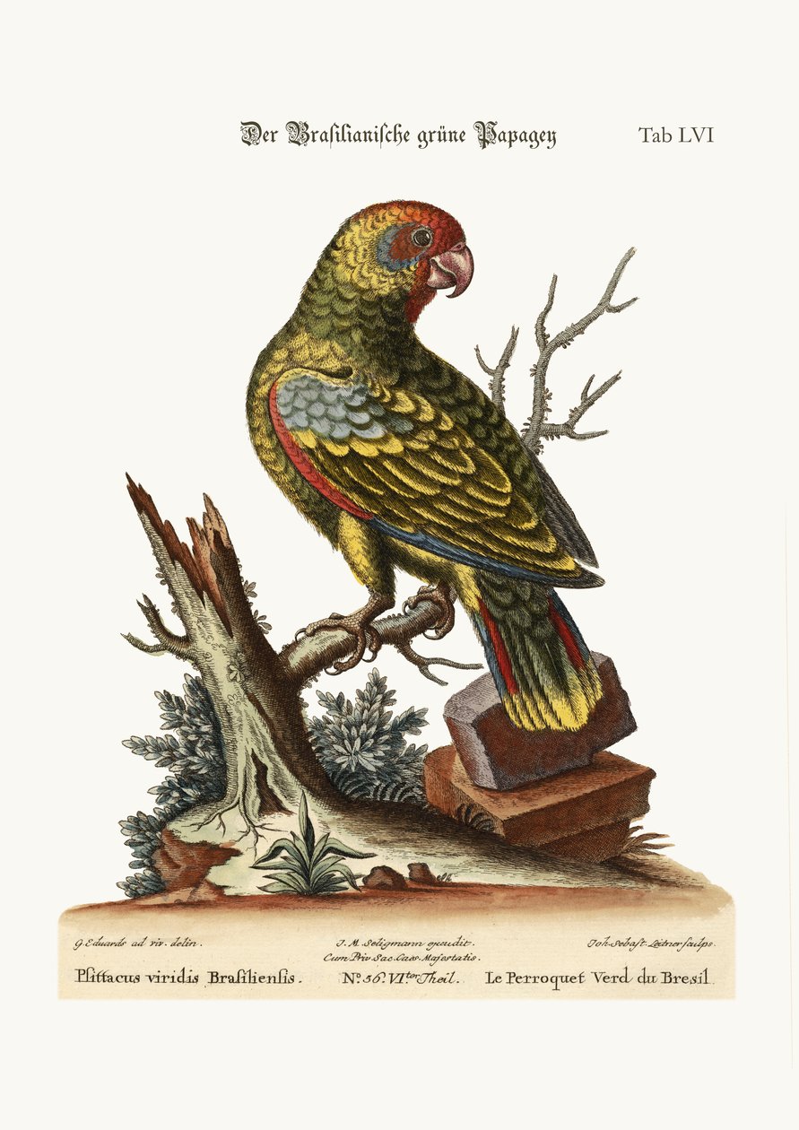 Brazilský zelený papoušek, 1749-73 od George Edwards