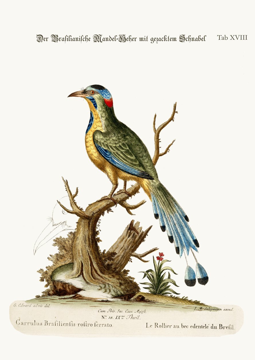 Váleček pilovitý brazilský, 1749-73 od George Edwards