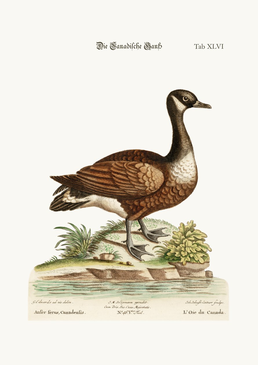 Kanadská husa, 1749-73 od George Edwards