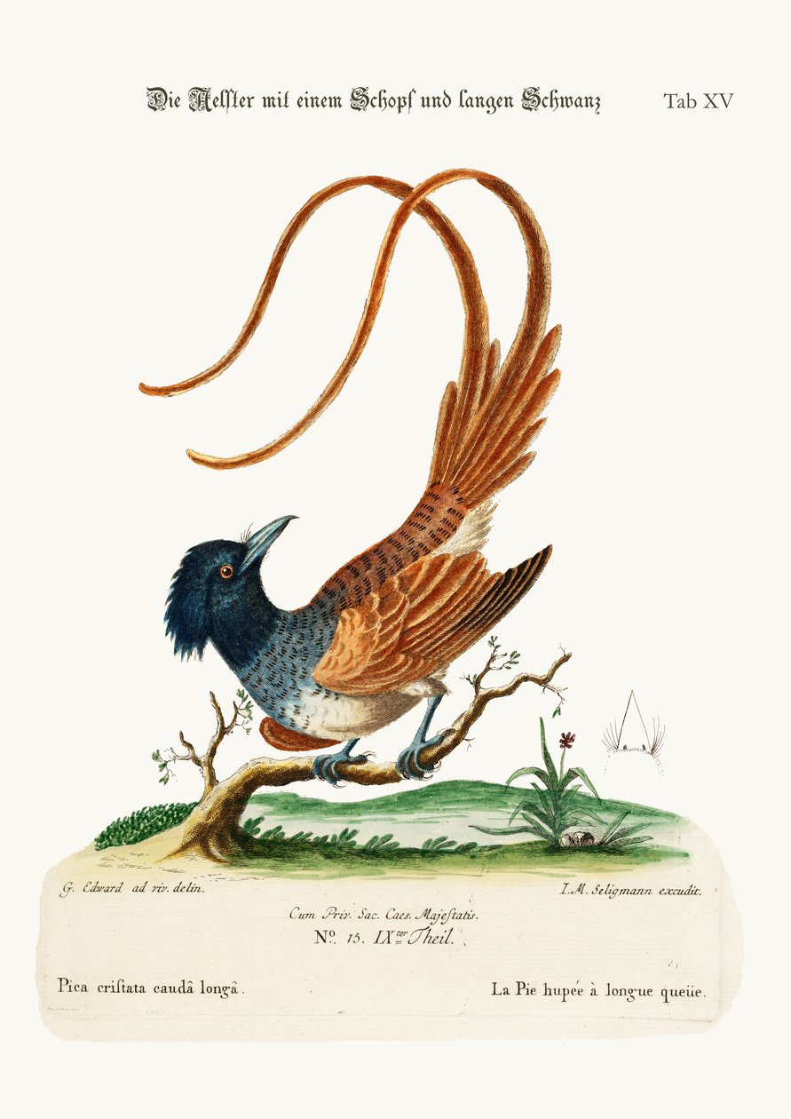 The Crested Long-tailed Pye, 1749-73 od George Edwards