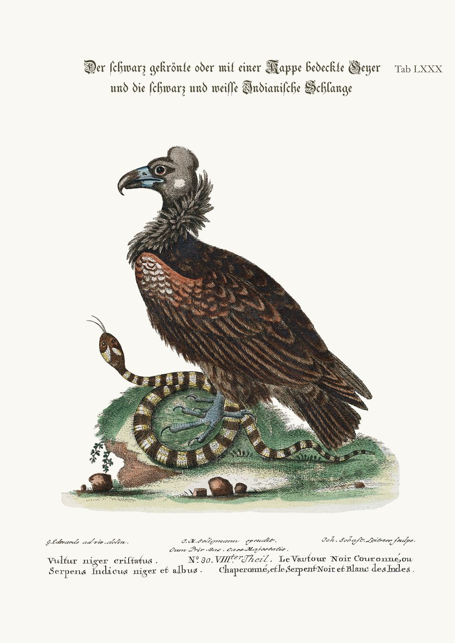 Černý sup chocholatý nebo Coped a černý a bílý indický had, 1749-73 od George Edwards