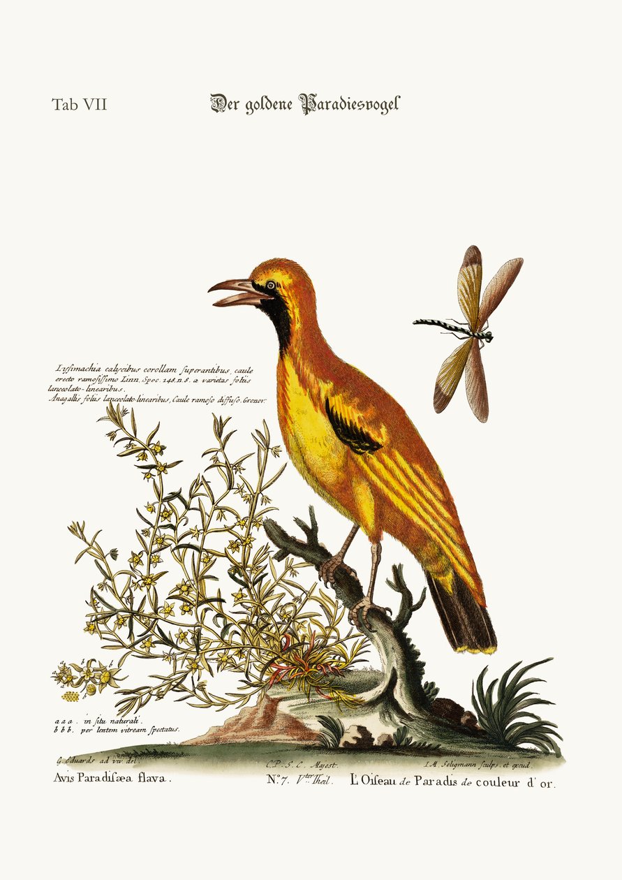 The Golden Bird of Paradise, 1749-73 od George Edwards