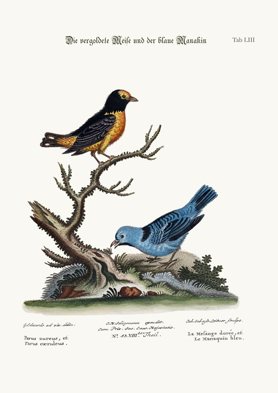 Zlatá sýkorka a modrý manakin, 1749-73 od George Edwards