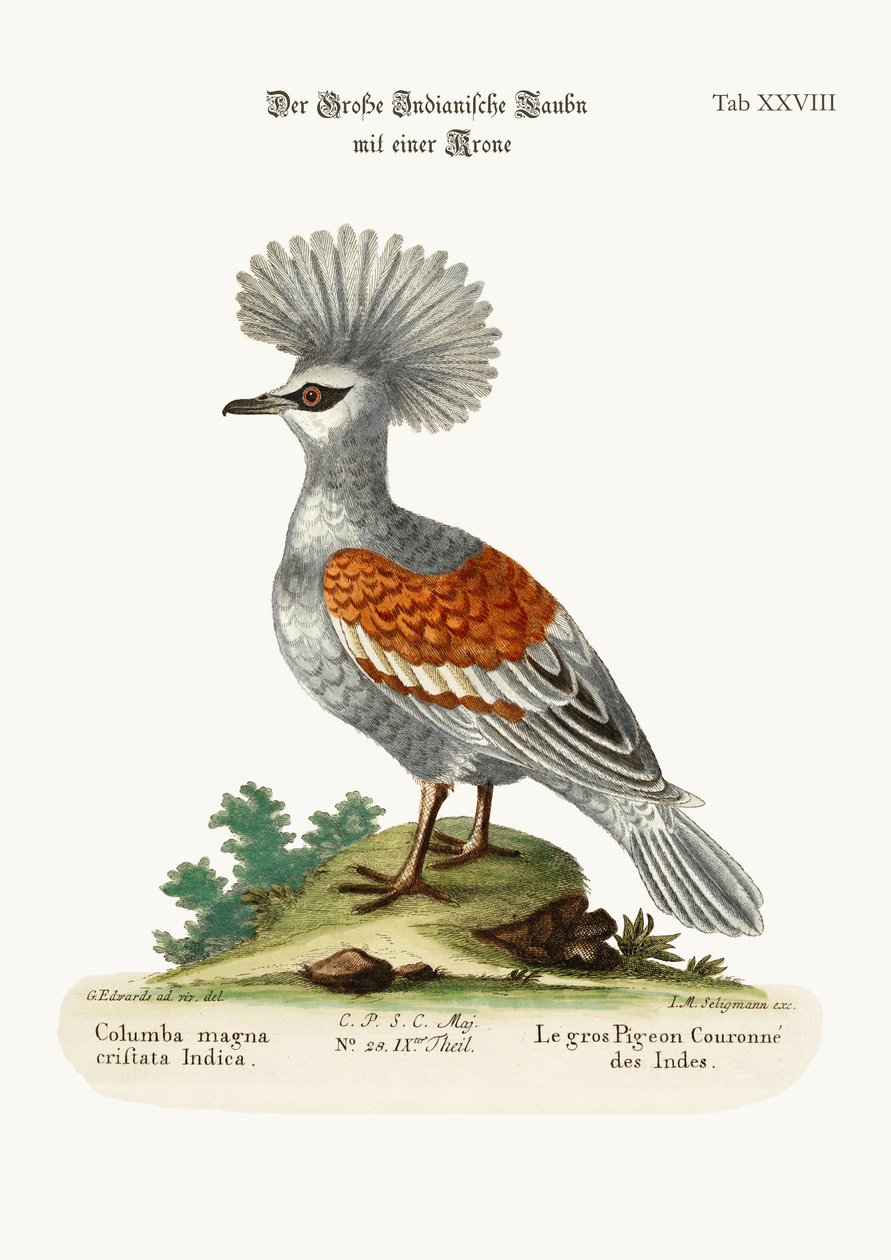 Velký korunovaný indický holub, 1749-73 od George Edwards