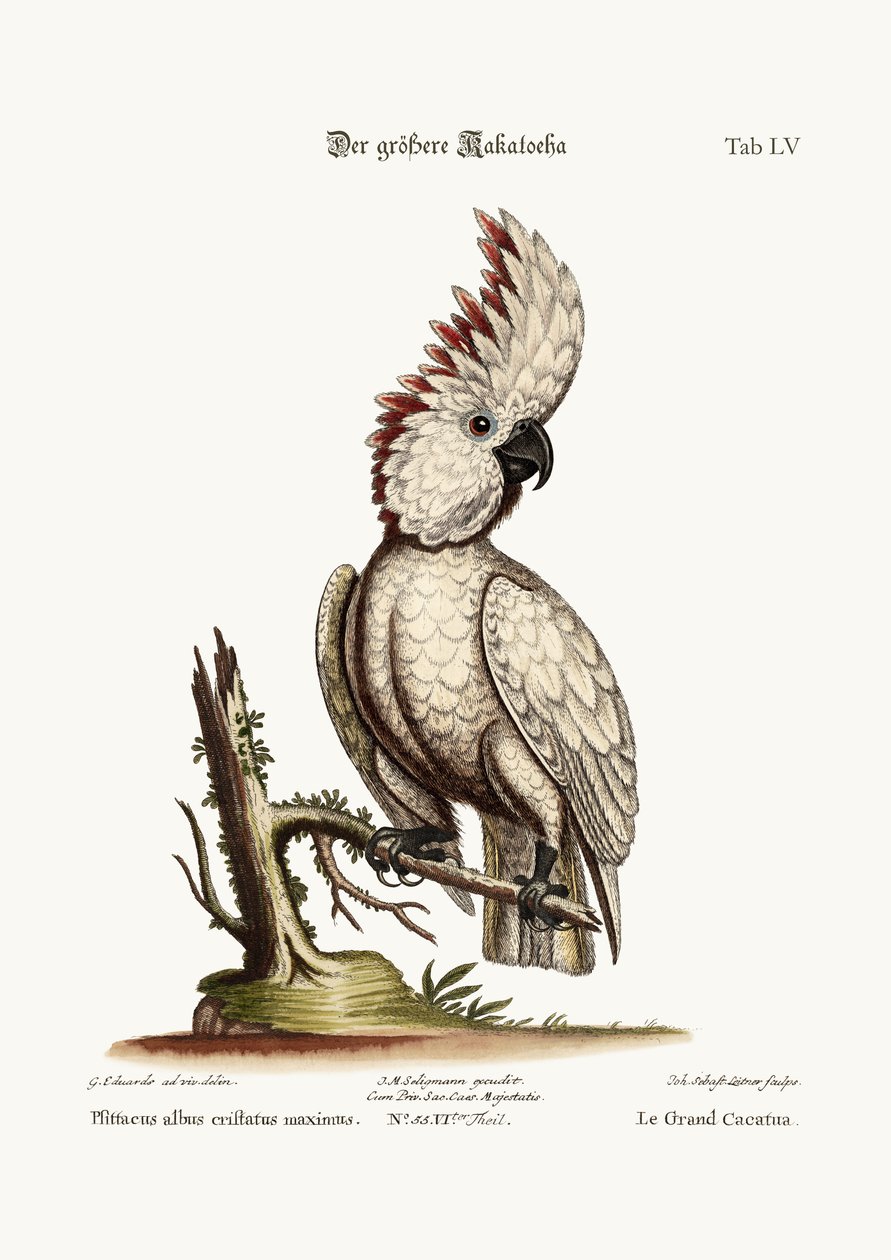 Kakadu větší, 1749-73 od George Edwards
