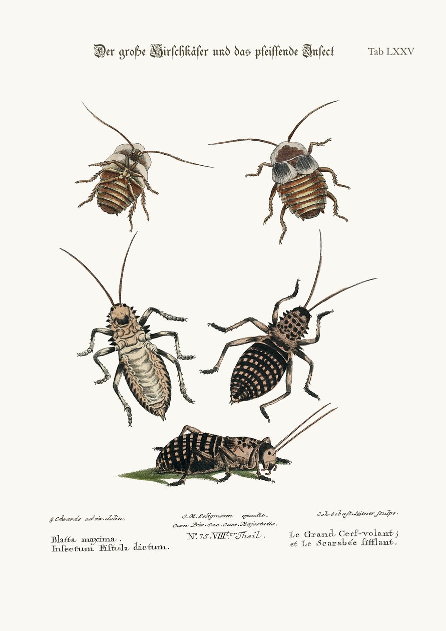 Šváb velký a pískající hmyz, 1749-73 od George Edwards