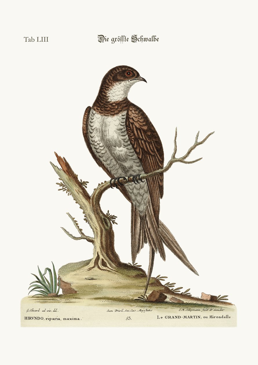 Největší Martin nebo Swift, 1749-73 od George Edwards