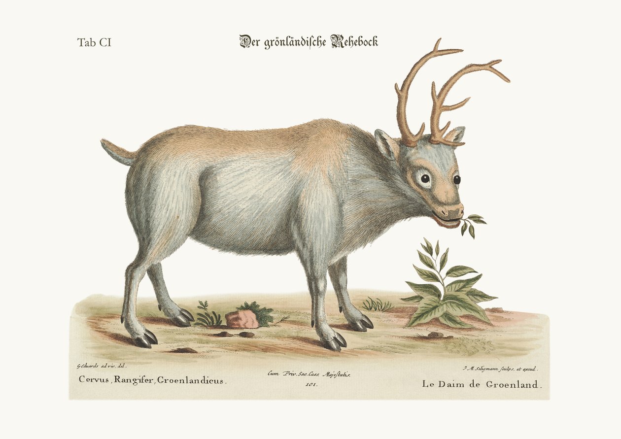 Grónský Buck, 1749-73 od George Edwards