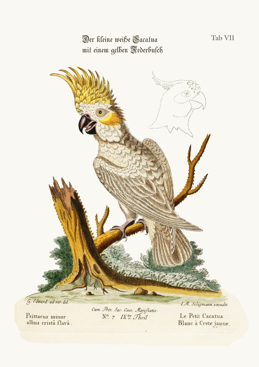 Kakadu malý bílý se žlutým erbem, 1749-73 od George Edwards