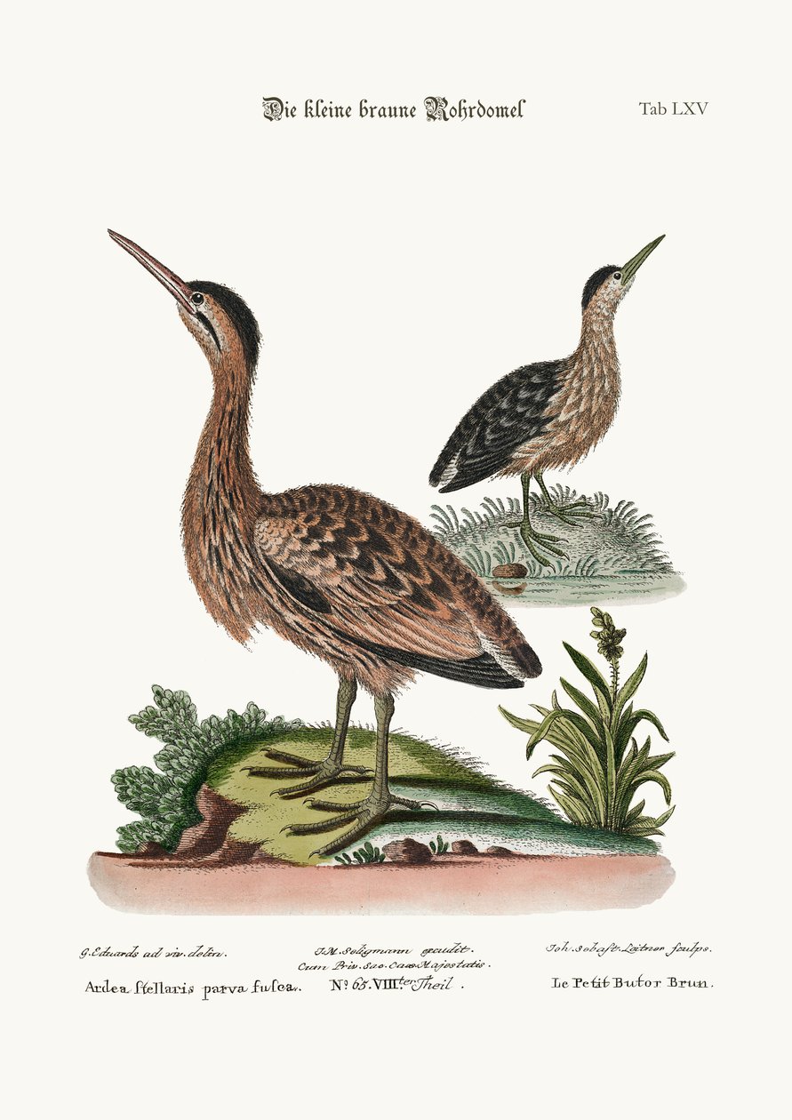 The Little Brown Bittern, 1749-73 od George Edwards