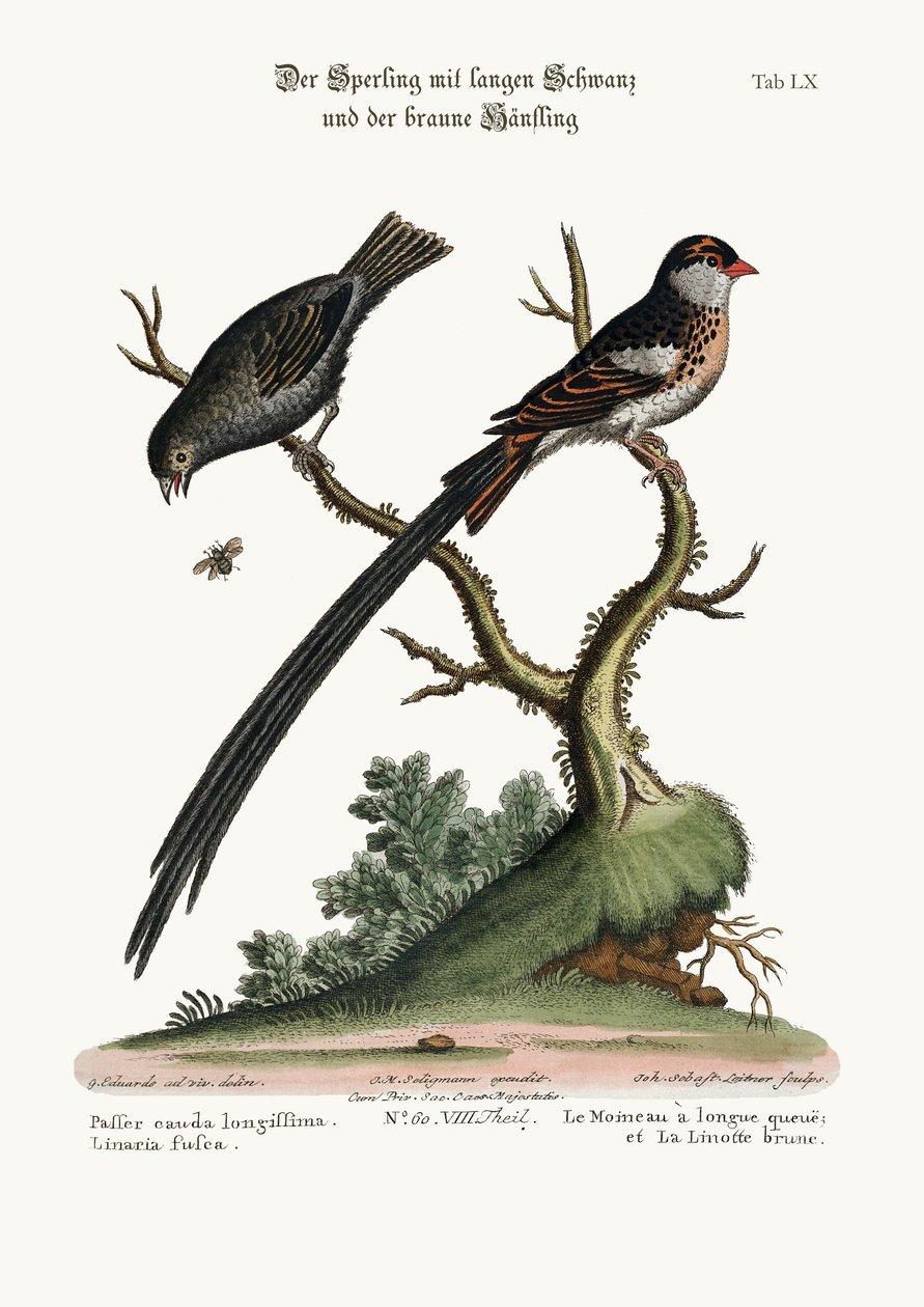 Dlouhoocasý vrabec a dusky Linnet, 1749-73 od George Edwards